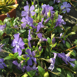 Vinca minor - 2 litre - Cedar Nursery - Plants and Outdoor Living