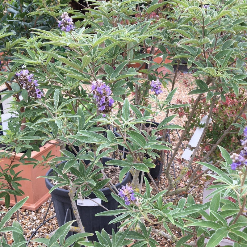 Vitex agnus-castus - 20 litre - Cedar Nursery - Plants and Outdoor Living